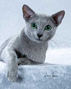 Mountcascade russian sales blue cats